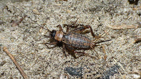 Nemobius sylvestris - Adult female The females have very short elytra (fore wings), but the similar looking nymphs even shorter.
Compare to this French nymph:
https://www.jungledragon.com/image/54904/nemobius_sylvestris_-_female_nymph.html Ensifera,Gryllidae,Grylloidea,Nemobius,Nemobius sylvestris,Orthoptera,Wood Cricket