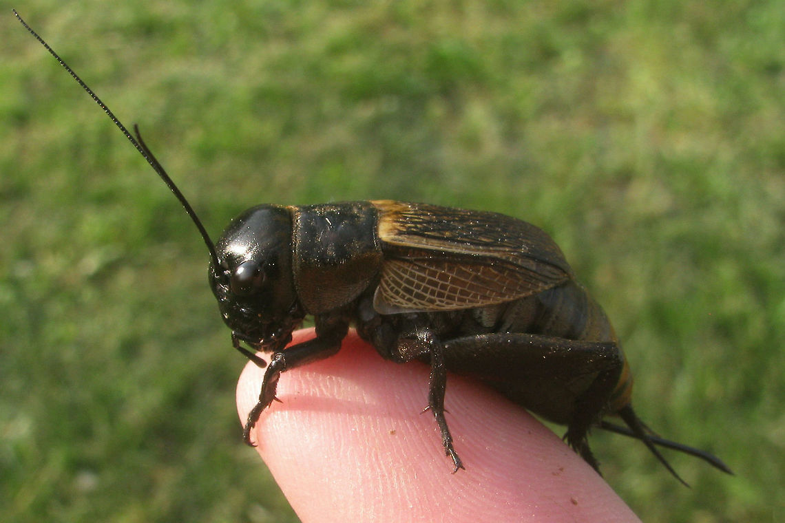 Gryllus campestris - Female Removed this intruder from the pool :o) Ensifera,Gryllidae,Gryllus,Gryllus campestris,Orthoptera