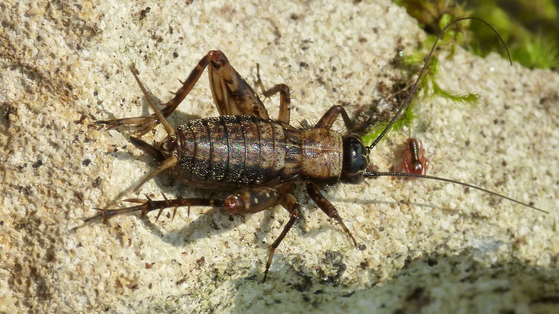 Nemobius sylvestris - Female nymph The little pseudo is probably a coincidental companion, no signs of phoresy here ... <br />
The cricket is a female nymph from France. Note the shorter wing stubs and short ovipositor as compared with the (Dutch) adult female here:<br />
<figure class="photo"><a href="https://www.jungledragon.com/image/54891/nemobius_sylvestris_-_adult_female.html" title="Nemobius sylvestris - Adult female"><img src="https://s3.amazonaws.com/media.jungledragon.com/images/3043/54891_thumb.jpg?AWSAccessKeyId=05GMT0V3GWVNE7GGM1R2&Expires=1759968010&Signature=WzEfz8tY%2BD0v%2B4DqEg2hEjeyvsY%3D" width="200" height="114" alt="Nemobius sylvestris - Adult female The females have very short elytra (fore wings), but the similar looking nymphs even shorter.<br />
Compare to this French nymph:<br />
https://www.jungledragon.com/image/54904/nemobius_sylvestris_-_female_nymph.html Ensifera,Gryllidae,Grylloidea,Nemobius,Nemobius sylvestris,Orthoptera,Wood Cricket" /></a></figure> Ensifera,Gryllidae,Grylloidea,Nemobius,Nemobius sylvestris,Orthoptera,Wood Cricket,nymph