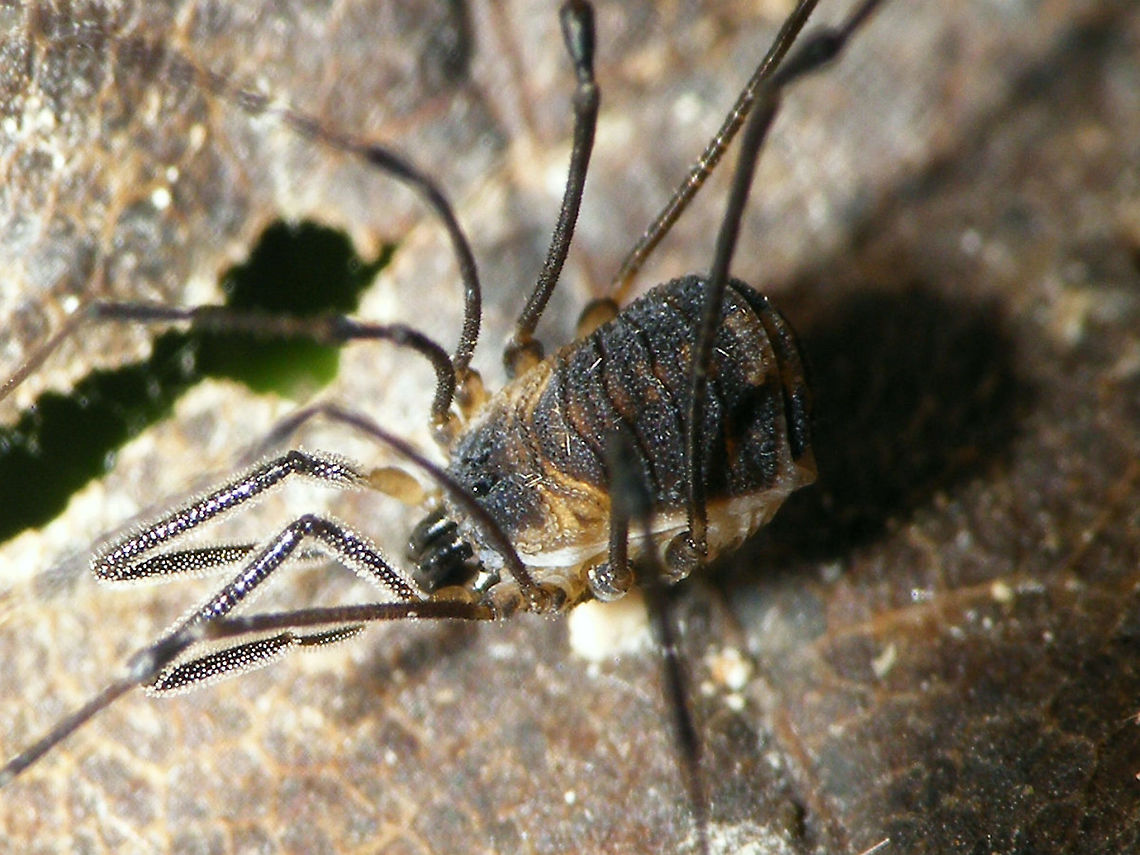 Mitostoma chrysomelas - Palps  Mitostoma,Mitostoma chrysomelas,Nemastomatidae,Opiliones