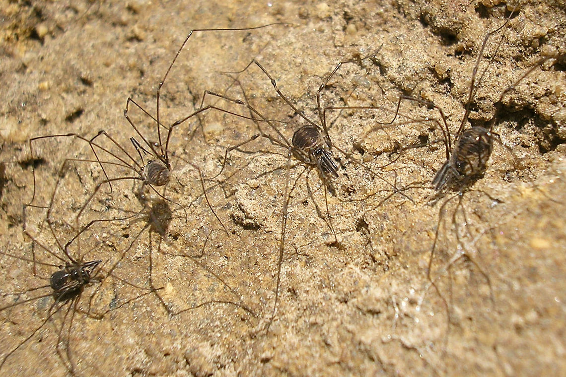 Mitostoma chrysomelas - Group  Mitostoma,Mitostoma chrysomelas,Nemastomatidae,Opiliones
