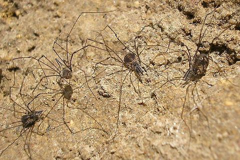 Mitostoma chrysomelas - Group  Mitostoma,Mitostoma chrysomelas,Nemastomatidae,Opiliones