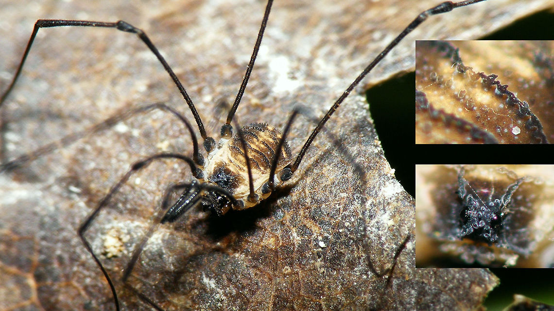 Mitostoma chrysomelas - With details Check the weird shapes of the tubercles on the back and ocularium Mitostoma,Mitostoma chrysomelas,Nemastomatidae,Opiliones