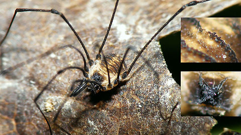 Mitostoma chrysomelas - With details Check the weird shapes of the tubercles on the back and ocularium Mitostoma,Mitostoma chrysomelas,Nemastomatidae,Opiliones