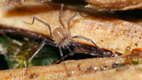 Mitostoma chrysomelas - Juvenile  Juvenile,Mitostoma,Mitostoma chrysomelas,Nemastomatidae,Opiliones