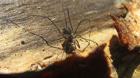 Mitostoma chrysomelas - Adult  Mitostoma,Mitostoma chrysomelas,Nemastomatidae,Opiliones