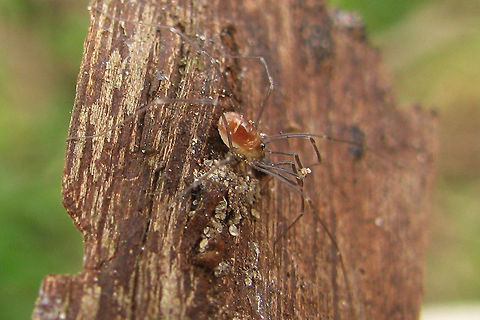 Mitostoma chrysomelas - Youngster  Juvenile,Mitostoma,Mitostoma chrysomelas,Nemastomatidae,Opiliones