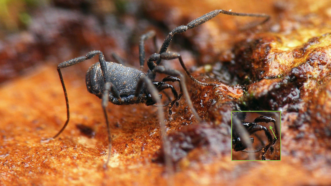 Nemastoma dentigerum - Male w detail  Nemastoma,Nemastoma dentigerum,Nemastomatidae,Opiliones