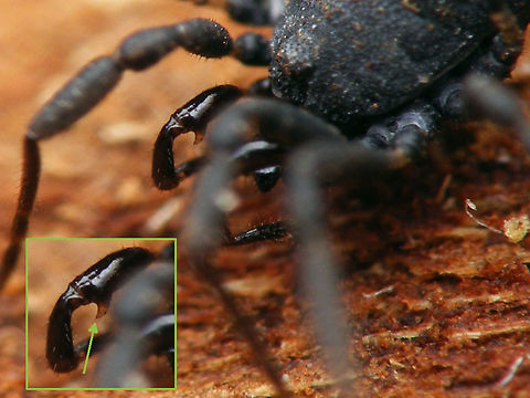 Nemastoma dentigerum - ID character In the Netherlands this is the only species of Nemastomatidae that is always entirely black (no white/silver markings), but some rare forms of Nemastoma lugubre and N. bimaculatum exist that also lack markings, therefore it is necessary to ID by morphological traits, not lacking colour pattern. For this the males have a clearly recognizable (well on a 1.7mm critter?) tooth apically under the femora of the palps. Females are harder to identify without microscopic examination, or it would have to be by slightly smaller size and very slight differences in habitus (very iffy on photos). Nemastoma,Nemastoma dentigerum,Nemastomatidae,Opiliones