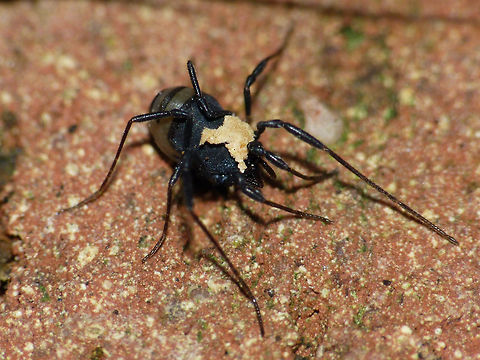 Nemastoma dentigerum - Female hiding Covered with rubbish Nemastoma,Nemastoma dentigerum,Nemastomatidae,Opiliones