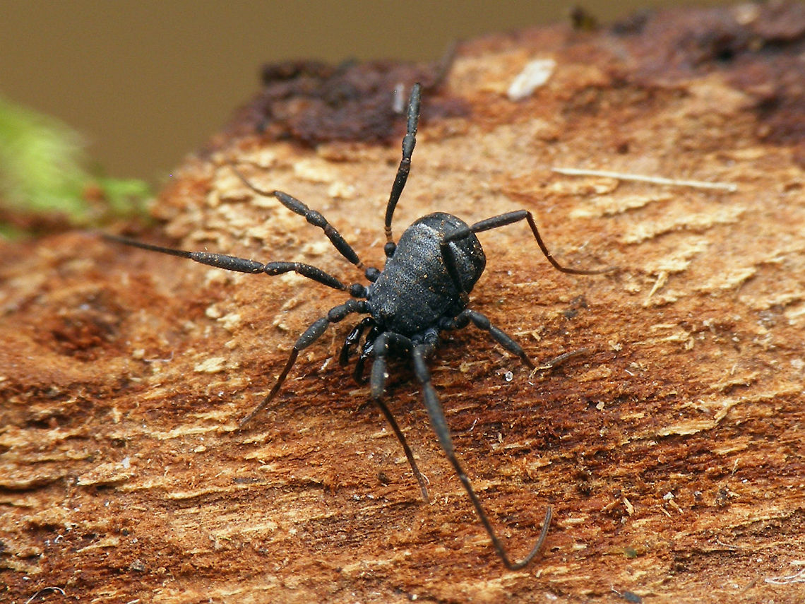 Nemastoma dentigerum - Male  Nemastoma,Nemastoma dentigerum,Nemastomatidae,Opiliones