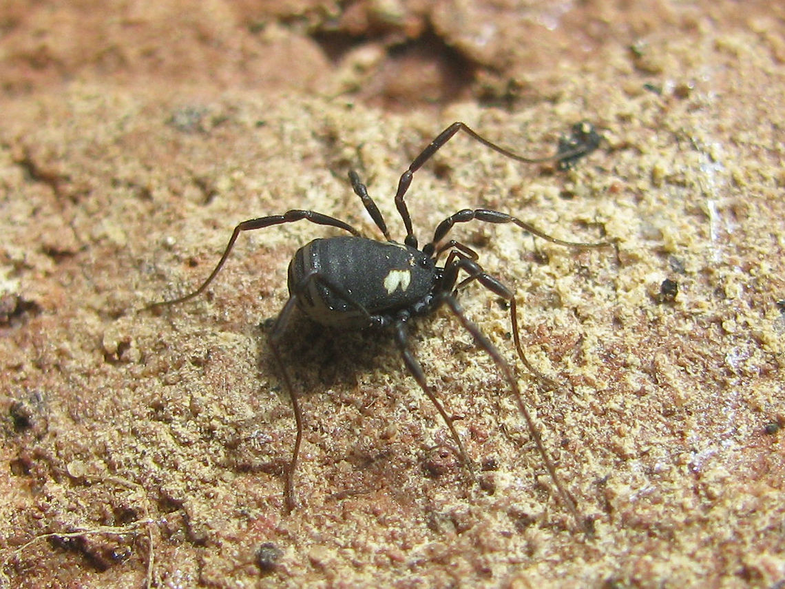 Nemastoma bimaculatum  Nemastoma,Nemastoma bimaculatum,Nemastomatidae,Opiliones