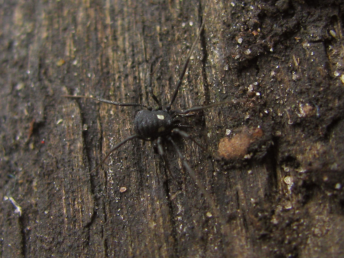 Nemastoma lugubre  Nemastoma,Nemastoma lugubre,Nemastomatidae,Opiliones