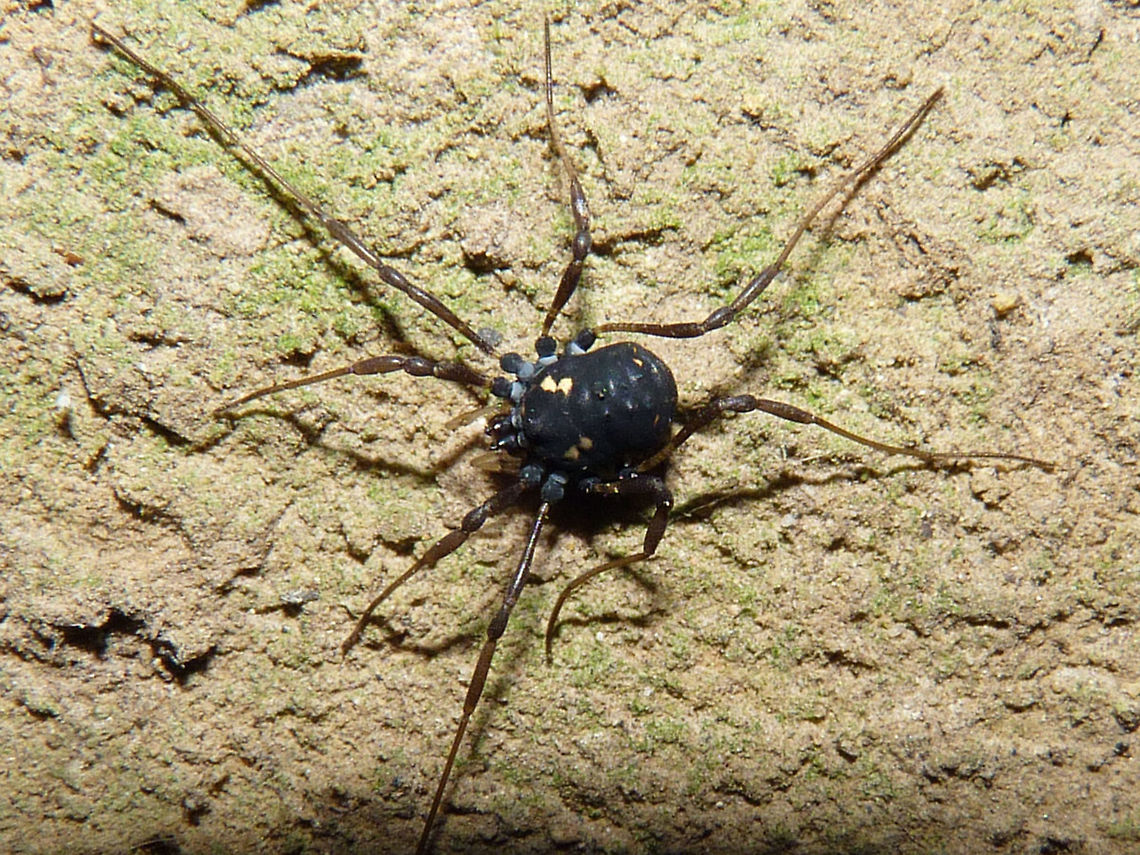 Paranemastoma quadripunctatum  Nemastomatidae,Opiliones,Paranemastoma,Paranemastoma quadripunctatum