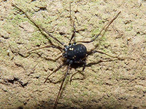 Paranemastoma quadripunctatum  Nemastomatidae,Opiliones,Paranemastoma,Paranemastoma quadripunctatum