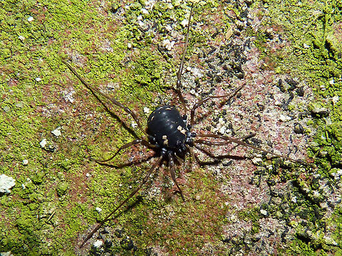 Paranemastoma quadripunctatum  Nemastomatidae,Opiliones,Paranemastoma,Paranemastoma quadripunctatum