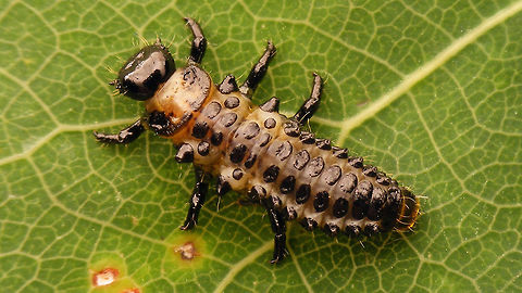 Chrysomela populi - Medium instar larva 1 Part of a series:
https://www.jungledragon.com/image/55002/chrysomela_populi_-_medium_instar_larva_1.html
https://www.jungledragon.com/image/55003/chrysomela_populi_-_medium_instar_larvae_2.html
https://www.jungledragon.com/image/55004/chrysomela_populi_-_medium_instar_larvae_3.html
https://www.jungledragon.com/image/55007/chrysomela_populi_-_larvae.html
https://www.jungledragon.com/image/55008/chrysomela_populi_-_pre-pupa.html
https://www.jungledragon.com/image/55009/chrysomela_populi_-_pre-pupa_detail.html
https://www.jungledragon.com/image/55005/chrysomela_populi_-_pupa_dorsolateral.html
https://www.jungledragon.com/image/55006/chrysomela_populi_-_pupa_frontal.html Chrysomela,Chrysomela populi,Chrysomelidae,Chrysomelinae,Coleoptera,Larvae,nl: Grote populierenhaan
