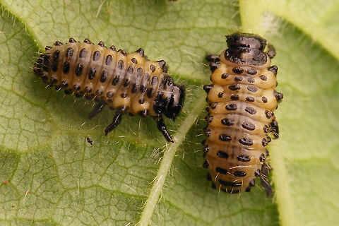 Chrysomela populi - Medium instar larvae 2 Part of a series:
https://www.jungledragon.com/image/55002/chrysomela_populi_-_medium_instar_larva_1.html
https://www.jungledragon.com/image/55003/chrysomela_populi_-_medium_instar_larvae_2.html
https://www.jungledragon.com/image/55004/chrysomela_populi_-_medium_instar_larvae_3.html
https://www.jungledragon.com/image/55007/chrysomela_populi_-_larvae.html
https://www.jungledragon.com/image/55008/chrysomela_populi_-_pre-pupa.html
https://www.jungledragon.com/image/55009/chrysomela_populi_-_pre-pupa_detail.html
https://www.jungledragon.com/image/55005/chrysomela_populi_-_pupa_dorsolateral.html
https://www.jungledragon.com/image/55006/chrysomela_populi_-_pupa_frontal.html Chrysomela,Chrysomela populi,Chrysomelidae,Chrysomelinae,Coleoptera,Larvae,nl: Grote populierenhaan