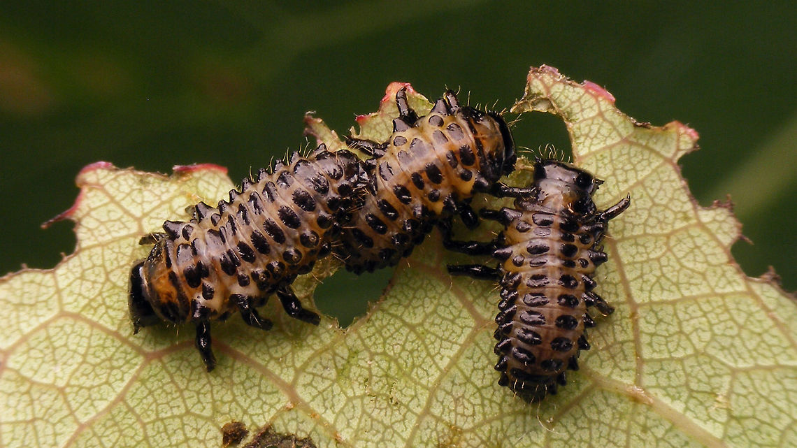 Chrysomela populi - Medium instar larvae 3 Part of a series:<br />
<figure class="photo"><a href="https://www.jungledragon.com/image/55002/chrysomela_populi_-_medium_instar_larva_1.html" title="Chrysomela populi - Medium instar larva 1"><img src="https://s3.amazonaws.com/media.jungledragon.com/images/3043/55002_thumb.jpg?AWSAccessKeyId=05GMT0V3GWVNE7GGM1R2&Expires=1759968010&Signature=nXxHf4DI8rY6ucJJ27tey%2Fr51Uo%3D" width="200" height="114" alt="Chrysomela populi - Medium instar larva 1 Part of a series:<br />
https://www.jungledragon.com/image/55002/chrysomela_populi_-_medium_instar_larva_1.html<br />
https://www.jungledragon.com/image/55003/chrysomela_populi_-_medium_instar_larvae_2.html<br />
https://www.jungledragon.com/image/55004/chrysomela_populi_-_medium_instar_larvae_3.html<br />
https://www.jungledragon.com/image/55007/chrysomela_populi_-_larvae.html<br />
https://www.jungledragon.com/image/55008/chrysomela_populi_-_pre-pupa.html<br />
https://www.jungledragon.com/image/55009/chrysomela_populi_-_pre-pupa_detail.html<br />
https://www.jungledragon.com/image/55005/chrysomela_populi_-_pupa_dorsolateral.html<br />
https://www.jungledragon.com/image/55006/chrysomela_populi_-_pupa_frontal.html Chrysomela,Chrysomela populi,Chrysomelidae,Chrysomelinae,Coleoptera,Larvae,nl: Grote populierenhaan" /></a></figure><br />
<figure class="photo"><a href="https://www.jungledragon.com/image/55003/chrysomela_populi_-_medium_instar_larvae_2.html" title="Chrysomela populi - Medium instar larvae 2"><img src="https://s3.amazonaws.com/media.jungledragon.com/images/3043/55003_thumb.jpg?AWSAccessKeyId=05GMT0V3GWVNE7GGM1R2&Expires=1759968010&Signature=zwNrwXvU%2Bmt%2BvIuofvQS9%2FmN8S8%3D" width="200" height="134" alt="Chrysomela populi - Medium instar larvae 2 Part of a series:<br />
https://www.jungledragon.com/image/55002/chrysomela_populi_-_medium_instar_larva_1.html<br />
https://www.jungledragon.com/image/55003/chrysomela_populi_-_medium_instar_larvae_2.html<br />
https://www.jungledragon.com/image/55004/chrysomela_populi_-_medium_instar_larvae_3.html<br />
https://www.jungledragon.com/image/55007/chrysomela_populi_-_larvae.html<br />
https://www.jungledragon.com/image/55008/chrysomela_populi_-_pre-pupa.html<br />
https://www.jungledragon.com/image/55009/chrysomela_populi_-_pre-pupa_detail.html<br />
https://www.jungledragon.com/image/55005/chrysomela_populi_-_pupa_dorsolateral.html<br />
https://www.jungledragon.com/image/55006/chrysomela_populi_-_pupa_frontal.html Chrysomela,Chrysomela populi,Chrysomelidae,Chrysomelinae,Coleoptera,Larvae,nl: Grote populierenhaan" /></a></figure><br />
<figure class="photo"><a href="https://www.jungledragon.com/image/55004/chrysomela_populi_-_medium_instar_larvae_3.html" title="Chrysomela populi - Medium instar larvae 3"><img src="https://s3.amazonaws.com/media.jungledragon.com/images/3043/55004_thumb.jpg?AWSAccessKeyId=05GMT0V3GWVNE7GGM1R2&Expires=1759968010&Signature=QF7ssdwZ6S00tQsytljqcAcBU1M%3D" width="200" height="114" alt="Chrysomela populi - Medium instar larvae 3 Part of a series:<br />
https://www.jungledragon.com/image/55002/chrysomela_populi_-_medium_instar_larva_1.html<br />
https://www.jungledragon.com/image/55003/chrysomela_populi_-_medium_instar_larvae_2.html<br />
https://www.jungledragon.com/image/55004/chrysomela_populi_-_medium_instar_larvae_3.html<br />
https://www.jungledragon.com/image/55007/chrysomela_populi_-_larvae.html<br />
https://www.jungledragon.com/image/55008/chrysomela_populi_-_pre-pupa.html<br />
https://www.jungledragon.com/image/55009/chrysomela_populi_-_pre-pupa_detail.html<br />
https://www.jungledragon.com/image/55005/chrysomela_populi_-_pupa_dorsolateral.html<br />
https://www.jungledragon.com/image/55006/chrysomela_populi_-_pupa_frontal.html Chrysomela,Chrysomela populi,Chrysomelidae,Chrysomelinae,Coleoptera,Larvae,nl: Grote populierenhaan" /></a></figure><br />
<figure class="photo"><a href="https://www.jungledragon.com/image/55007/chrysomela_populi_-_larvae.html" title="Chrysomela populi - Larvae"><img src="https://s3.amazonaws.com/media.jungledragon.com/images/3043/55007_thumb.jpg?AWSAccessKeyId=05GMT0V3GWVNE7GGM1R2&Expires=1759968010&Signature=iErybaC8x%2Frzm5jxHESJgDIXUjY%3D" width="200" height="114" alt="Chrysomela populi - Larvae Part of a series:<br />
https://www.jungledragon.com/image/55002/chrysomela_populi_-_medium_instar_larva_1.html<br />
https://www.jungledragon.com/image/55003/chrysomela_populi_-_medium_instar_larvae_2.html<br />
https://www.jungledragon.com/image/55004/chrysomela_populi_-_medium_instar_larvae_3.html<br />
https://www.jungledragon.com/image/55007/chrysomela_populi_-_larvae.html<br />
https://www.jungledragon.com/image/55008/chrysomela_populi_-_pre-pupa.html<br />
https://www.jungledragon.com/image/55009/chrysomela_populi_-_pre-pupa_detail.html<br />
https://www.jungledragon.com/image/55005/chrysomela_populi_-_pupa_dorsolateral.html<br />
https://www.jungledragon.com/image/55006/chrysomela_populi_-_pupa_frontal.html Chrysomela,Chrysomela populi,Chrysomelidae,Chrysomelinae,Coleoptera,Larvae,nl: Grote populierenhaan" /></a></figure><br />
<figure class="photo"><a href="https://www.jungledragon.com/image/55008/chrysomela_populi_-_pre-pupa.html" title="Chrysomela populi - Pre-pupa"><img src="https://s3.amazonaws.com/media.jungledragon.com/images/3043/55008_thumb.jpg?AWSAccessKeyId=05GMT0V3GWVNE7GGM1R2&Expires=1759968010&Signature=T3hFgxhkHe9pcm1j2hZQ6jxHIpc%3D" width="200" height="114" alt="Chrysomela populi - Pre-pupa Part of a series:<br />
https://www.jungledragon.com/image/55002/chrysomela_populi_-_medium_instar_larva_1.html<br />
https://www.jungledragon.com/image/55003/chrysomela_populi_-_medium_instar_larvae_2.html<br />
https://www.jungledragon.com/image/55004/chrysomela_populi_-_medium_instar_larvae_3.html<br />
https://www.jungledragon.com/image/55007/chrysomela_populi_-_larvae.html<br />
https://www.jungledragon.com/image/55008/chrysomela_populi_-_pre-pupa.html<br />
https://www.jungledragon.com/image/55009/chrysomela_populi_-_pre-pupa_detail.html<br />
https://www.jungledragon.com/image/55005/chrysomela_populi_-_pupa_dorsolateral.html<br />
https://www.jungledragon.com/image/55006/chrysomela_populi_-_pupa_frontal.html Chrysomela,Chrysomela populi,Chrysomelidae,Chrysomelinae,Coleoptera,Larvae,Pre-pupae,nl: Grote populierenhaan" /></a></figure><br />
<figure class="photo"><a href="https://www.jungledragon.com/image/55009/chrysomela_populi_-_pre-pupa_detail.html" title="Chrysomela populi - Pre-pupa detail"><img src="https://s3.amazonaws.com/media.jungledragon.com/images/3043/55009_thumb.jpg?AWSAccessKeyId=05GMT0V3GWVNE7GGM1R2&Expires=1759968010&Signature=fKxfQPiHss0oeTo81n1o3jIVKyA%3D" width="200" height="150" alt="Chrysomela populi - Pre-pupa detail Part of a series:<br />
https://www.jungledragon.com/image/55002/chrysomela_populi_-_medium_instar_larva_1.html<br />
https://www.jungledragon.com/image/55003/chrysomela_populi_-_medium_instar_larvae_2.html<br />
https://www.jungledragon.com/image/55004/chrysomela_populi_-_medium_instar_larvae_3.html<br />
https://www.jungledragon.com/image/55007/chrysomela_populi_-_larvae.html<br />
https://www.jungledragon.com/image/55008/chrysomela_populi_-_pre-pupa.html<br />
https://www.jungledragon.com/image/55009/chrysomela_populi_-_pre-pupa_detail.html<br />
https://www.jungledragon.com/image/55005/chrysomela_populi_-_pupa_dorsolateral.html<br />
https://www.jungledragon.com/image/55006/chrysomela_populi_-_pupa_frontal.html Chrysomela,Chrysomela populi,Chrysomelidae,Chrysomelinae,Coleoptera,Larvae,Pre-pupae,nl: Grote populierenhaan" /></a></figure><br />
<figure class="photo"><a href="https://www.jungledragon.com/image/55005/chrysomela_populi_-_pupa_dorsolateral.html" title="Chrysomela populi - Pupa dorsolateral"><img src="https://s3.amazonaws.com/media.jungledragon.com/images/3043/55005_thumb.jpg?AWSAccessKeyId=05GMT0V3GWVNE7GGM1R2&Expires=1759968010&Signature=U43BRybtftO2CZljkb7p7GkBGb4%3D" width="200" height="150" alt="Chrysomela populi - Pupa dorsolateral Part of a series:<br />
https://www.jungledragon.com/image/55002/chrysomela_populi_-_medium_instar_larva_1.html<br />
https://www.jungledragon.com/image/55003/chrysomela_populi_-_medium_instar_larvae_2.html<br />
https://www.jungledragon.com/image/55004/chrysomela_populi_-_medium_instar_larvae_3.html<br />
https://www.jungledragon.com/image/55007/chrysomela_populi_-_larvae.html<br />
https://www.jungledragon.com/image/55008/chrysomela_populi_-_pre-pupa.html<br />
https://www.jungledragon.com/image/55009/chrysomela_populi_-_pre-pupa_detail.html<br />
https://www.jungledragon.com/image/55005/chrysomela_populi_-_pupa_dorsolateral.html<br />
https://www.jungledragon.com/image/55006/chrysomela_populi_-_pupa_frontal.html Chrysomela,Chrysomela populi,Chrysomelidae,Chrysomelinae,Coleoptera,Pupae,nl: Grote populierenhaan" /></a></figure><br />
<figure class="photo"><a href="https://www.jungledragon.com/image/55006/chrysomela_populi_-_pupa_frontal.html" title="Chrysomela populi - Pupa frontal"><img src="https://s3.amazonaws.com/media.jungledragon.com/images/3043/55006_thumb.jpg?AWSAccessKeyId=05GMT0V3GWVNE7GGM1R2&Expires=1759968010&Signature=VydMGOod6falPFs5Kxiy%2FW49Je0%3D" width="200" height="150" alt="Chrysomela populi - Pupa frontal Part of a series:<br />
https://www.jungledragon.com/image/55002/chrysomela_populi_-_medium_instar_larva_1.html<br />
https://www.jungledragon.com/image/55003/chrysomela_populi_-_medium_instar_larvae_2.html<br />
https://www.jungledragon.com/image/55004/chrysomela_populi_-_medium_instar_larvae_3.html<br />
https://www.jungledragon.com/image/55007/chrysomela_populi_-_larvae.html<br />
https://www.jungledragon.com/image/55008/chrysomela_populi_-_pre-pupa.html<br />
https://www.jungledragon.com/image/55009/chrysomela_populi_-_pre-pupa_detail.html<br />
https://www.jungledragon.com/image/55005/chrysomela_populi_-_pupa_dorsolateral.html<br />
https://www.jungledragon.com/image/55006/chrysomela_populi_-_pupa_frontal.html Chrysomela,Chrysomela populi,Chrysomelidae,Chrysomelinae,Coleoptera,Pupae,nl: Grote populierenhaan" /></a></figure> Chrysomela,Chrysomela populi,Chrysomelidae,Chrysomelinae,Coleoptera,Larvae,nl: Grote populierenhaan