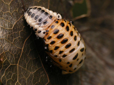 Chrysomela populi - Pupa dorsolateral Part of a series:
https://www.jungledragon.com/image/55002/chrysomela_populi_-_medium_instar_larva_1.html
https://www.jungledragon.com/image/55003/chrysomela_populi_-_medium_instar_larvae_2.html
https://www.jungledragon.com/image/55004/chrysomela_populi_-_medium_instar_larvae_3.html
https://www.jungledragon.com/image/55007/chrysomela_populi_-_larvae.html
https://www.jungledragon.com/image/55008/chrysomela_populi_-_pre-pupa.html
https://www.jungledragon.com/image/55009/chrysomela_populi_-_pre-pupa_detail.html
https://www.jungledragon.com/image/55005/chrysomela_populi_-_pupa_dorsolateral.html
https://www.jungledragon.com/image/55006/chrysomela_populi_-_pupa_frontal.html Chrysomela,Chrysomela populi,Chrysomelidae,Chrysomelinae,Coleoptera,Pupae,nl: Grote populierenhaan
