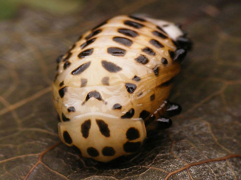 Chrysomela populi - Pupa frontal Part of a series:
https://www.jungledragon.com/image/55002/chrysomela_populi_-_medium_instar_larva_1.html
https://www.jungledragon.com/image/55003/chrysomela_populi_-_medium_instar_larvae_2.html
https://www.jungledragon.com/image/55004/chrysomela_populi_-_medium_instar_larvae_3.html
https://www.jungledragon.com/image/55007/chrysomela_populi_-_larvae.html
https://www.jungledragon.com/image/55008/chrysomela_populi_-_pre-pupa.html
https://www.jungledragon.com/image/55009/chrysomela_populi_-_pre-pupa_detail.html
https://www.jungledragon.com/image/55005/chrysomela_populi_-_pupa_dorsolateral.html
https://www.jungledragon.com/image/55006/chrysomela_populi_-_pupa_frontal.html Chrysomela,Chrysomela populi,Chrysomelidae,Chrysomelinae,Coleoptera,Pupae,nl: Grote populierenhaan