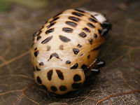 Chrysomela populi - Pupa frontal Part of a series:<br />
https://www.jungledragon.com/image/55002/chrysomela_populi_-_medium_instar_larva_1.html<br />
https://www.jungledragon.com/image/55003/chrysomela_populi_-_medium_instar_larvae_2.html<br />
https://www.jungledragon.com/image/55004/chrysomela_populi_-_medium_instar_larvae_3.html<br />
https://www.jungledragon.com/image/55007/chrysomela_populi_-_larvae.html<br />
https://www.jungledragon.com/image/55008/chrysomela_populi_-_pre-pupa.html<br />
https://www.jungledragon.com/image/55009/chrysomela_populi_-_pre-pupa_detail.html<br />
https://www.jungledragon.com/image/55005/chrysomela_populi_-_pupa_dorsolateral.html<br />
https://www.jungledragon.com/image/55006/chrysomela_populi_-_pupa_frontal.html Chrysomela,Chrysomela populi,Chrysomelidae,Chrysomelinae,Coleoptera,Pupae,nl: Grote populierenhaan