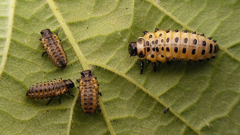 Chrysomela populi - Larvae Part of a series:
https://www.jungledragon.com/image/55002/chrysomela_populi_-_medium_instar_larva_1.html
https://www.jungledragon.com/image/55003/chrysomela_populi_-_medium_instar_larvae_2.html
https://www.jungledragon.com/image/55004/chrysomela_populi_-_medium_instar_larvae_3.html
https://www.jungledragon.com/image/55007/chrysomela_populi_-_larvae.html
https://www.jungledragon.com/image/55008/chrysomela_populi_-_pre-pupa.html
https://www.jungledragon.com/image/55009/chrysomela_populi_-_pre-pupa_detail.html
https://www.jungledragon.com/image/55005/chrysomela_populi_-_pupa_dorsolateral.html
https://www.jungledragon.com/image/55006/chrysomela_populi_-_pupa_frontal.html Chrysomela,Chrysomela populi,Chrysomelidae,Chrysomelinae,Coleoptera,Larvae,nl: Grote populierenhaan