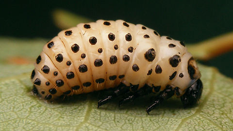 Chrysomela populi - Pre-pupa Part of a series:
https://www.jungledragon.com/image/55002/chrysomela_populi_-_medium_instar_larva_1.html
https://www.jungledragon.com/image/55003/chrysomela_populi_-_medium_instar_larvae_2.html
https://www.jungledragon.com/image/55004/chrysomela_populi_-_medium_instar_larvae_3.html
https://www.jungledragon.com/image/55007/chrysomela_populi_-_larvae.html
https://www.jungledragon.com/image/55008/chrysomela_populi_-_pre-pupa.html
https://www.jungledragon.com/image/55009/chrysomela_populi_-_pre-pupa_detail.html
https://www.jungledragon.com/image/55005/chrysomela_populi_-_pupa_dorsolateral.html
https://www.jungledragon.com/image/55006/chrysomela_populi_-_pupa_frontal.html Chrysomela,Chrysomela populi,Chrysomelidae,Chrysomelinae,Coleoptera,Larvae,Pre-pupae,nl: Grote populierenhaan