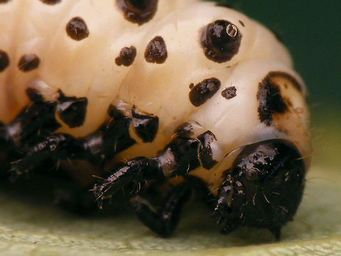 Chrysomela populi - Pre-pupa detail Part of a series:
https://www.jungledragon.com/image/55002/chrysomela_populi_-_medium_instar_larva_1.html
https://www.jungledragon.com/image/55003/chrysomela_populi_-_medium_instar_larvae_2.html
https://www.jungledragon.com/image/55004/chrysomela_populi_-_medium_instar_larvae_3.html
https://www.jungledragon.com/image/55007/chrysomela_populi_-_larvae.html
https://www.jungledragon.com/image/55008/chrysomela_populi_-_pre-pupa.html
https://www.jungledragon.com/image/55009/chrysomela_populi_-_pre-pupa_detail.html
https://www.jungledragon.com/image/55005/chrysomela_populi_-_pupa_dorsolateral.html
https://www.jungledragon.com/image/55006/chrysomela_populi_-_pupa_frontal.html Chrysomela,Chrysomela populi,Chrysomelidae,Chrysomelinae,Coleoptera,Larvae,Pre-pupae,nl: Grote populierenhaan