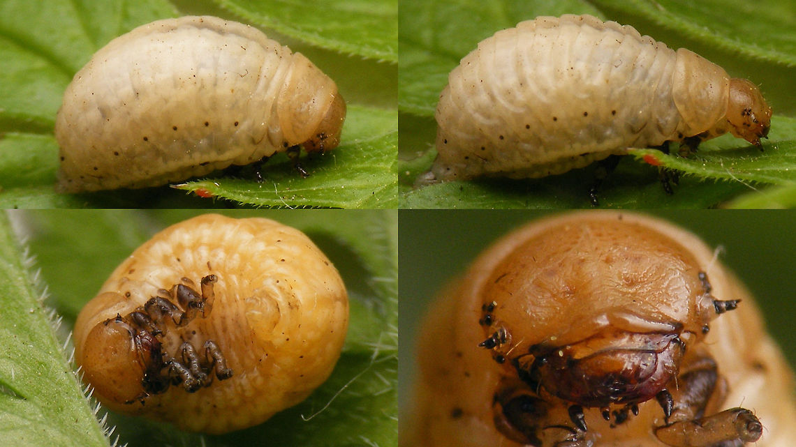 Chrysolina oricalcia - Larva The swollen hind body is typical for the larvae of genus Chrysolina (and a few others) Chrysolina,Chrysolina oricalcia,Chrysomelidae,Chrysomelinae,Coleoptera,Larvae,nl: Voorjaarsgoudhaan