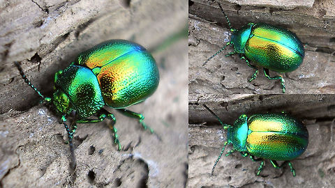 Chrysolina graminis Should make a note and shoot new images of this species next year :o) Chrysolina,Chrysolina graminis,Chrysomelidae,Chrysomelinae,Coleoptera,Tansy beetle,nl: Grote goudhaan