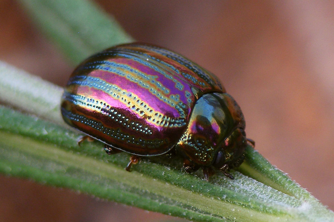 Chrysolina americana On Rosemary in a garden in France Chrysolina,Chrysolina americana,Chrysomelidae,Chrysomelinae,Coleoptera,Rosemary beetle,invasive species,nl: Rozemarijngoudhaan
