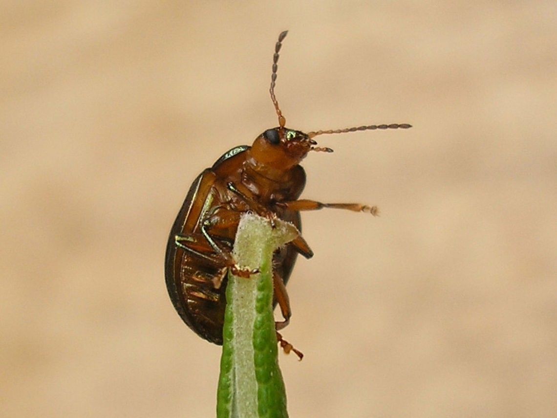 Chrysolina americana - Ventral Beetle resulting from this pupa:<br />
<figure class="photo"><a href="https://www.jungledragon.com/image/55021/chrysolina_americana_-_pupa.html" title="Chrysolina americana - Pupa"><img src="https://s3.amazonaws.com/media.jungledragon.com/images/3043/55021_thumb.jpg?AWSAccessKeyId=05GMT0V3GWVNE7GGM1R2&Expires=1769040010&Signature=WOl7EMbQUVBoiKad4cZ6RA5gdgQ%3D" width="200" height="150" alt="Chrysolina americana - Pupa Found this pupa in a garden centre in Twente (Netherlands) and took it home to see what it was.<br />
The resulting beetle is here:<br />
https://www.jungledragon.com/image/55022/chrysolina_americana_twente20080417_6760_ce8.html<br />
https://www.jungledragon.com/image/55019/chrysolina_americana_twente20080418_7083_ce8.html Chrysolina,Chrysolina americana,Chrysomelidae,Chrysomelinae,Coleoptera,Pupae,Rosemary beetle,invasive species,nl: Rozemarijngoudhaan" /></a></figure><br />
<figure class="photo"><a href="https://www.jungledragon.com/image/55022/chrysolina_americana_-_from_pupa.html" title="Chrysolina americana - From pupa"><img src="https://s3.amazonaws.com/media.jungledragon.com/images/3043/55022_thumb.jpg?AWSAccessKeyId=05GMT0V3GWVNE7GGM1R2&Expires=1769040010&Signature=fVBV4XiFCApEdc1fOFDqbJB9sXo%3D" width="200" height="150" alt="Chrysolina americana - From pupa This beauty resulted from the pupa I took home from a garden centre:<br />
https://www.jungledragon.com/image/55021/chrysolina_americana_-_pupa.html<br />
https://www.jungledragon.com/image/55019/chrysolina_americana_twente20080418_7083_ce8.html  Chrysolina,Chrysolina americana,Chrysomelidae,Chrysomelinae,Coleoptera,Rosemary beetle,invasive species,nl: Rozemarijngoudhaan" /></a></figure> Chrysolina,Chrysolina americana,Chrysomelidae,Chrysomelinae,Coleoptera,Rosemary beetle,invasive species,nl: Rozemarijngoudhaan