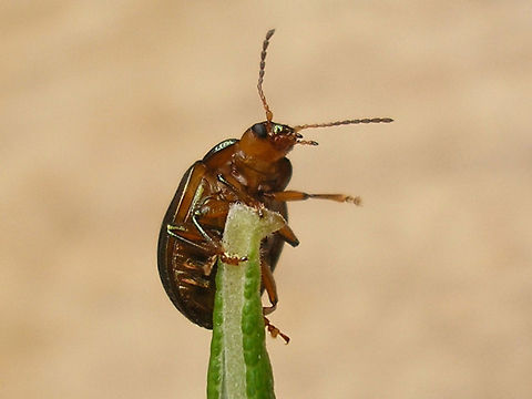 Chrysolina americana - Ventral Beetle resulting from this pupa:
https://www.jungledragon.com/image/55021/chrysolina_americana_-_pupa.html
https://www.jungledragon.com/image/55022/chrysolina_americana_twente20080417_6760_ce8.html Chrysolina,Chrysolina americana,Chrysomelidae,Chrysomelinae,Coleoptera,Rosemary beetle,invasive species,nl: Rozemarijngoudhaan