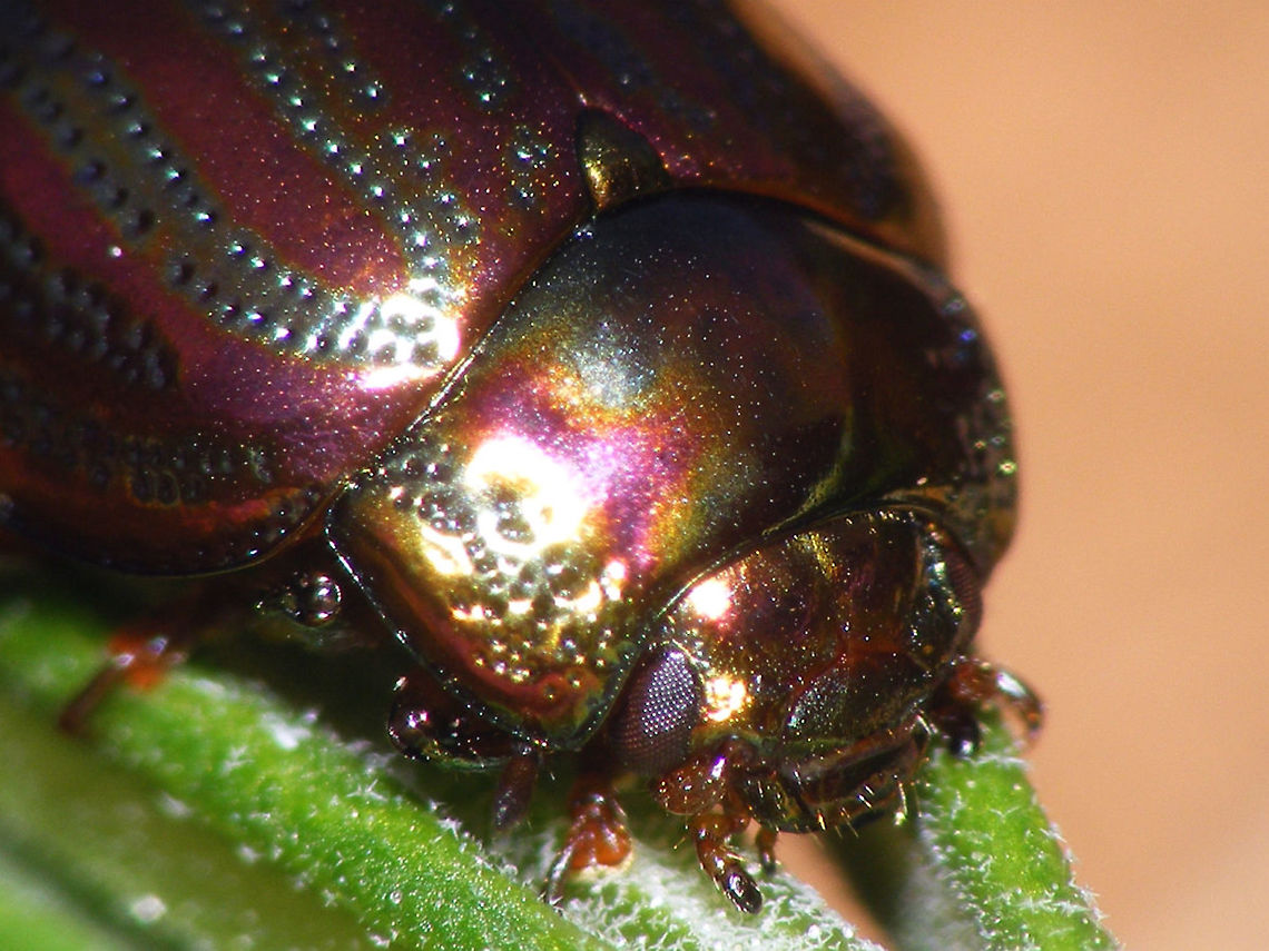 Chrysolina americana - Head Close-up  Chrysolina,Chrysolina americana,Chrysomelidae,Chrysomelinae,Coleoptera,Rosemary beetle,invasive species,nl: Rozemarijngoudhaan