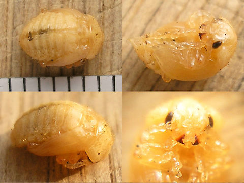 Chrysolina americana - Pupa Found this pupa in a garden centre in Twente (Netherlands) and took it home to see what it was.
The resulting beetle is here:
https://www.jungledragon.com/image/55022/chrysolina_americana_twente20080417_6760_ce8.html
https://www.jungledragon.com/image/55019/chrysolina_americana_twente20080418_7083_ce8.html Chrysolina,Chrysolina americana,Chrysomelidae,Chrysomelinae,Coleoptera,Pupae,Rosemary beetle,invasive species,nl: Rozemarijngoudhaan