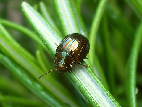 Chrysolina americana - From pupa This beauty resulted from the pupa I took home from a garden centre:
https://www.jungledragon.com/image/55021/chrysolina_americana_-_pupa.html
https://www.jungledragon.com/image/55019/chrysolina_americana_twente20080418_7083_ce8.html  Chrysolina,Chrysolina americana,Chrysomelidae,Chrysomelinae,Coleoptera,Rosemary beetle,invasive species,nl: Rozemarijngoudhaan