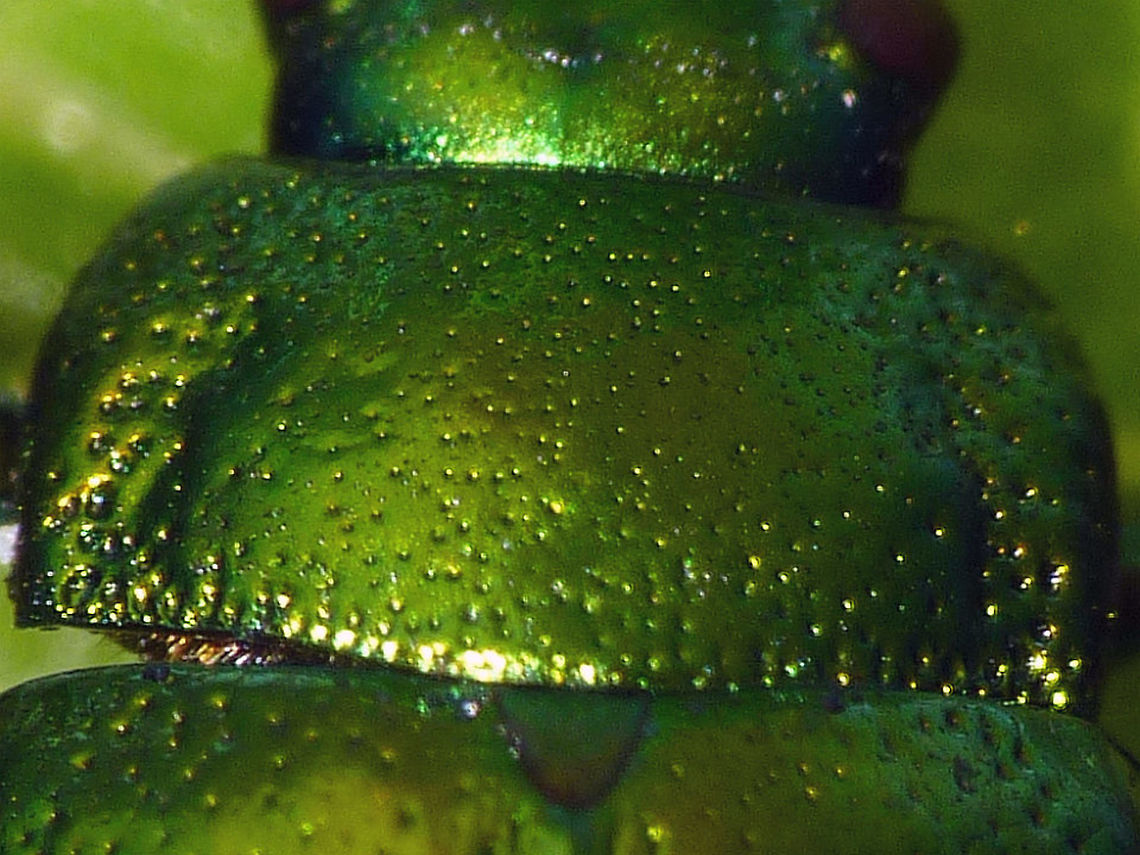 Chrysolina herbacea - Pronotum Description with dorsal image:<br />
<figure class="photo"><a href="https://www.jungledragon.com/image/55036/chrysolina_herbacea_-_dorsal.html" title="Chrysolina herbacea - Dorsal"><img src="https://s3.amazonaws.com/media.jungledragon.com/images/3043/55036_thumb.jpg?AWSAccessKeyId=05GMT0V3GWVNE7GGM1R2&Expires=1759968010&Signature=v9fOqSPrxgxgWt3sFvudu0GvP%2Bw%3D" width="200" height="114" alt="Chrysolina herbacea - Dorsal Quite hard to distinguish from some other Chrysolina species, such as graminis, fastuosa and especially coerulans. The latter normally being blue and herbacea green, but exceptional green coerulans and blue herbacea do exist(!) Always best to check male genitalia. This one is from a population in arboretum Poortbulten near De Lutte, Netherlands where it coexists on Mentha aquatica together with Ch. coerulans and Ch. polita. At the time it was the most northern population in the Netherlands and it may very well still be. <br />
Other images here:<br />
https://www.jungledragon.com/image/55035/chrysolina_herbacea_-_lateral.html<br />
https://www.jungledragon.com/image/55034/chrysolina_herbacea_-_pronotum.html Chrysolina,Chrysolina herbacea,Chrysomelidae,Chrysomelinae,Coleoptera,Geotagged,Mint Leaf Beetle,Netherlands,nl: Groene muntgoudhaan" /></a></figure><br />
<figure class="photo"><a href="https://www.jungledragon.com/image/55035/chrysolina_herbacea_-_lateral.html" title="Chrysolina herbacea - Lateral"><img src="https://s3.amazonaws.com/media.jungledragon.com/images/3043/55035_thumb.jpg?AWSAccessKeyId=05GMT0V3GWVNE7GGM1R2&Expires=1759968010&Signature=t5Z4xgNx3pFpV0iYbgJ2WGztVPk%3D" width="200" height="114" alt="Chrysolina herbacea - Lateral Description with dorsal image:<br />
https://www.jungledragon.com/image/55036/chrysolina_herbacea_-_dorsal.html<br />
https://www.jungledragon.com/image/55034/chrysolina_herbacea_-_pronotum.html Chrysolina,Chrysolina herbacea,Chrysomelidae,Chrysomelinae,Coleoptera,Mint Leaf Beetle,nl: Groene muntgoudhaan" /></a></figure> Chrysolina,Chrysolina herbacea,Chrysomelidae,Chrysomelinae,Coleoptera,Mint Leaf Beetle,nl: Groene muntgoudhaan