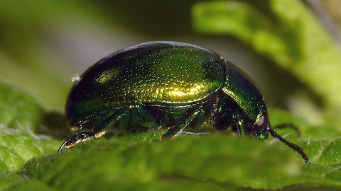 Chrysolina herbacea - Lateral Description with dorsal image:
https://www.jungledragon.com/image/55036/chrysolina_herbacea_-_dorsal.html
https://www.jungledragon.com/image/55034/chrysolina_herbacea_-_pronotum.html Chrysolina,Chrysolina herbacea,Chrysomelidae,Chrysomelinae,Coleoptera,Mint Leaf Beetle,nl: Groene muntgoudhaan