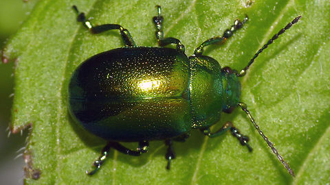 Chrysolina herbacea - Dorsal Quite hard to distinguish from some other Chrysolina species, such as graminis, fastuosa and especially coerulans. The latter normally being blue and herbacea green, but exceptional green coerulans and blue herbacea do exist(!) Always best to check male genitalia. This one is from a population in arboretum Poortbulten near De Lutte, Netherlands where it coexists on Mentha aquatica together with Ch. coerulans and Ch. polita. At the time it was the most northern population in the Netherlands and it may very well still be. 
Other images here:
https://www.jungledragon.com/image/55035/chrysolina_herbacea_-_lateral.html
https://www.jungledragon.com/image/55034/chrysolina_herbacea_-_pronotum.html Chrysolina,Chrysolina herbacea,Chrysomelidae,Chrysomelinae,Coleoptera,Geotagged,Mint Leaf Beetle,Netherlands,nl: Groene muntgoudhaan