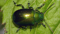 Chrysolina herbacea - Dorsal Quite hard to distinguish from some other Chrysolina species, such as graminis, fastuosa and especially coerulans. The latter normally being blue and herbacea green, but exceptional green coerulans and blue herbacea do exist(!) Always best to check male genitalia. This one is from a population in arboretum Poortbulten near De Lutte, Netherlands where it coexists on Mentha aquatica together with Ch. coerulans and Ch. polita. At the time it was the most northern population in the Netherlands and it may very well still be. <br />
Other images here:<br />
https://www.jungledragon.com/image/55035/chrysolina_herbacea_-_lateral.html<br />
https://www.jungledragon.com/image/55034/chrysolina_herbacea_-_pronotum.html Chrysolina,Chrysolina herbacea,Chrysomelidae,Chrysomelinae,Coleoptera,Geotagged,Mint Leaf Beetle,Netherlands,nl: Groene muntgoudhaan