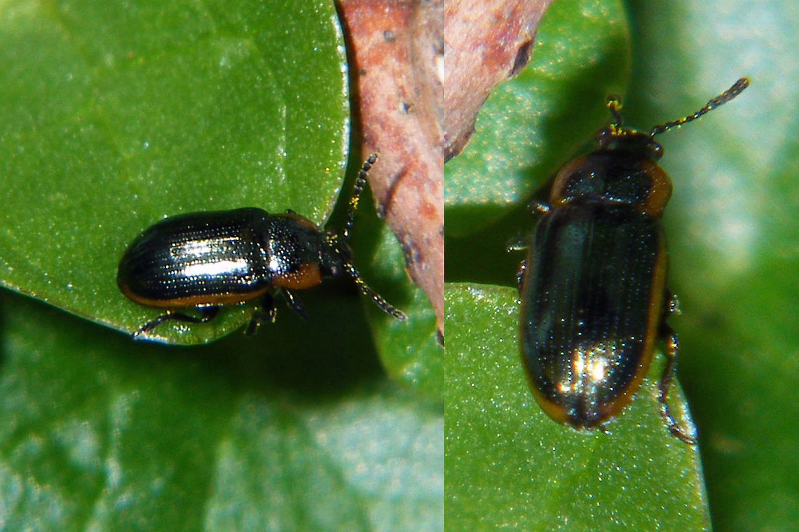 Prasocuris marginella Horrible images but the only ones I seem to have for this species. Chrysomelidae,Chrysomelinae,Coleoptera,Hydrothassa,Hydrothassa marginella,Jane's garden,Prasocuris,Prasocuris marginella,nl: Gezoomd Moerashaantje