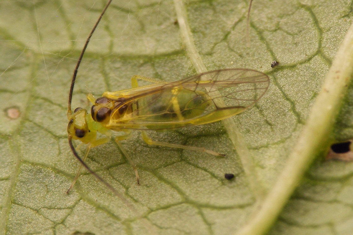 Stenopsocus stigmaticus Female - lateral Dorsal view here:<br />
<figure class="photo"><a href="https://www.jungledragon.com/image/55529/stenopsocus_stigmaticus_female_-_dorsal.html" title="Stenopsocus stigmaticus Female - dorsal"><img src="https://s3.amazonaws.com/media.jungledragon.com/images/3043/55529_thumb.jpg?AWSAccessKeyId=05GMT0V3GWVNE7GGM1R2&Expires=1759968010&Signature=k%2BHJmIpEQgGFQV9b1f8TUQlOhr4%3D" width="200" height="114" alt="Stenopsocus stigmaticus Female - dorsal Lateral view here:<br />
https://www.jungledragon.com/image/55526/stenopsocus_stigmaticus_lateral.html Barklouse,Psocoptera,Stenopsocidae,Stenopsocus,Stenopsocus stigmaticus" /></a></figure> Barklouse,Psocoptera,Stenopsocidae,Stenopsocus,Stenopsocus stigmaticus