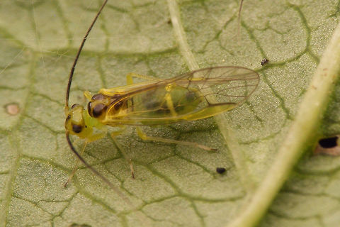 Stenopsocus stigmaticus Female - lateral Dorsal view here:
https://www.jungledragon.com/image/55529/stenopsocus_stigmaticus_dorsal.html Barklouse,Psocoptera,Stenopsocidae,Stenopsocus,Stenopsocus stigmaticus