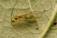 Stenopsocus stigmaticus Female - lateral Dorsal view here:<br />
https://www.jungledragon.com/image/55529/stenopsocus_stigmaticus_dorsal.html Barklouse,Psocoptera,Stenopsocidae,Stenopsocus,Stenopsocus stigmaticus
