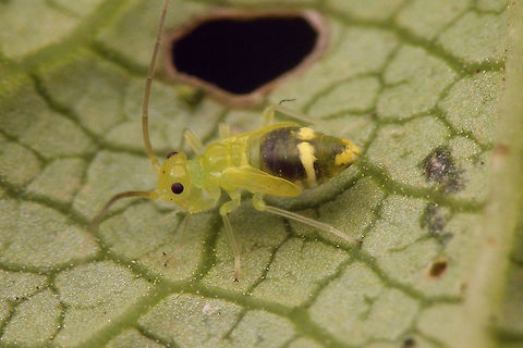 Stenopsocus stigmaticus Nymph - lateral Dorsal view here:
https://www.jungledragon.com/image/55528/stenopsocus_stigmaticus_nymph_dorsal.html Barklouse,Psocoptera,Stenopsocidae,Stenopsocus,Stenopsocus stigmaticus,nymph