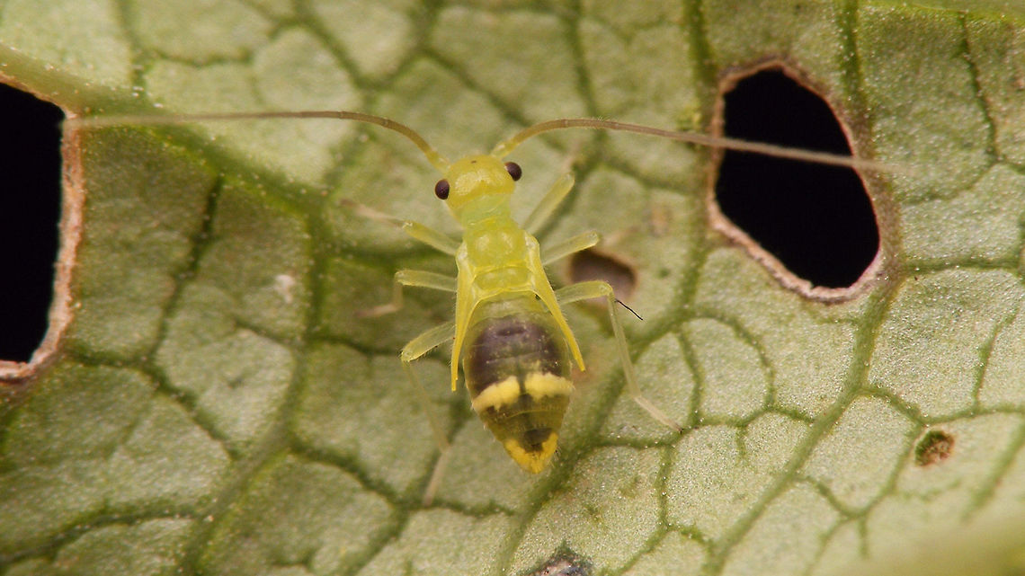 Stenopsocus stigmaticus Nymph - dorsal Lateral view here:<br />
<figure class="photo"><a href="https://www.jungledragon.com/image/55527/stenopsocus_stigmaticus_nymph_-_lateral.html" title="Stenopsocus stigmaticus Nymph - lateral"><img src="https://s3.amazonaws.com/media.jungledragon.com/images/3043/55527_thumb.jpg?AWSAccessKeyId=05GMT0V3GWVNE7GGM1R2&Expires=1759968010&Signature=d6vdoBVQg12ncnF48uEDna49ebI%3D" width="200" height="134" alt="Stenopsocus stigmaticus Nymph - lateral Dorsal view here:<br />
https://www.jungledragon.com/image/55528/stenopsocus_stigmaticus_nymph_dorsal.html Barklouse,Psocoptera,Stenopsocidae,Stenopsocus,Stenopsocus stigmaticus,nymph" /></a></figure> Barklouse,Psocoptera,Stenopsocidae,Stenopsocus,Stenopsocus stigmaticus,nymph