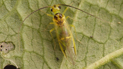 Stenopsocus stigmaticus Female - dorsal Lateral view here:
https://www.jungledragon.com/image/55526/stenopsocus_stigmaticus_lateral.html Barklouse,Psocoptera,Stenopsocidae,Stenopsocus,Stenopsocus stigmaticus