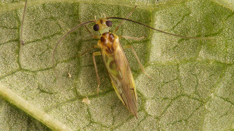 Stenopsocus stigmaticus Male  Barklouse,Psocoptera,Stenopsocidae,Stenopsocus,Stenopsocus stigmaticus