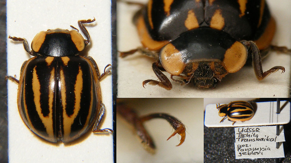 Myzia gebleri - TwentseWelle A few quick shots of a specimen of Myzia gebleri in the collection of the Museum TwentseWelle in Enschede, Netherlands<br />
The specimen originates from (around?) the town of Chita in the Zabaykalsky Krai in Russia (historical region of Transbaikalia).<br />
Currently (2017) there are not many images of this species available on the internet, so I figured I&#039;d add this one in the public domain. Coccinellidae,Coccinellinae,Coleoptera,Ladybird,Myzia,Myzia gebleri,Russia,TwentseWelle
